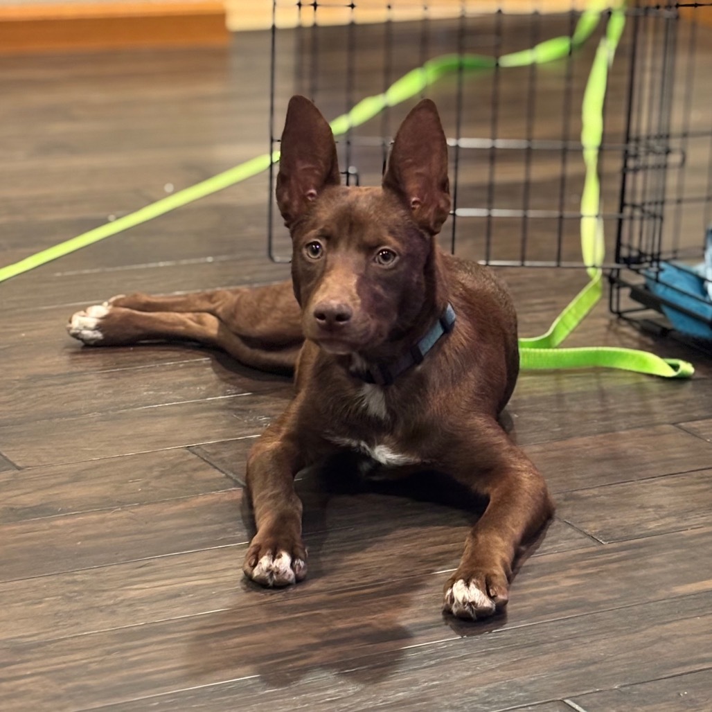 Celia, an adoptable Mixed Breed in Bismarck, ND, 58507 | Photo Image 5