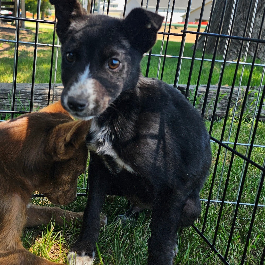 Cisco, an adoptable Mixed Breed in Bismarck, ND, 58507 | Photo Image 2