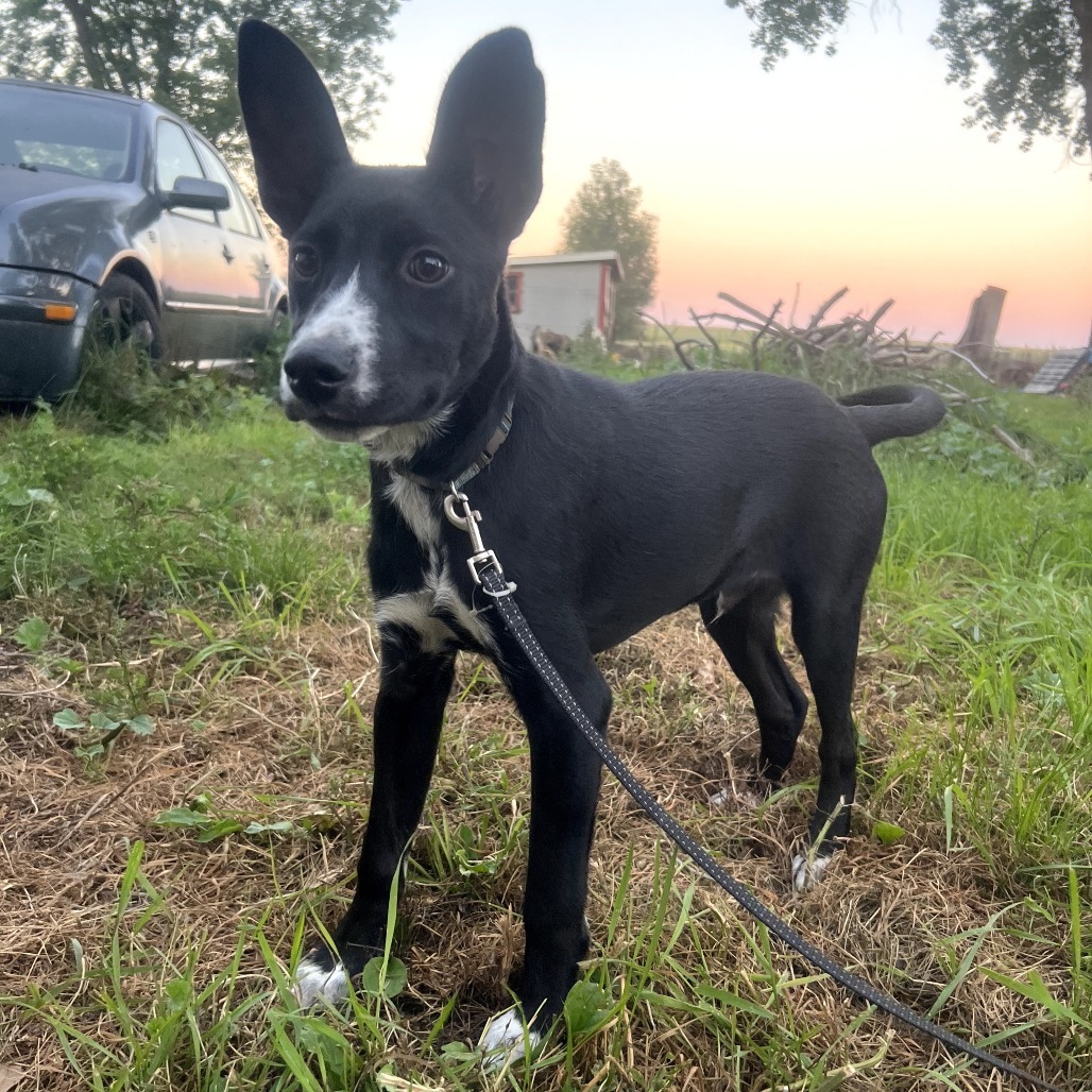 Cisco, an adoptable Mixed Breed in Bismarck, ND, 58507 | Photo Image 3