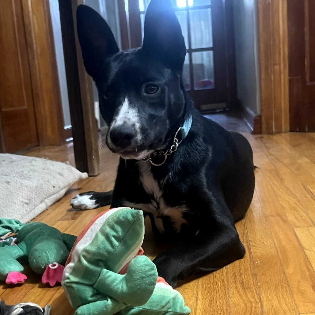 Cisco, an adoptable Mixed Breed in Bismarck, ND, 58507 | Photo Image 4