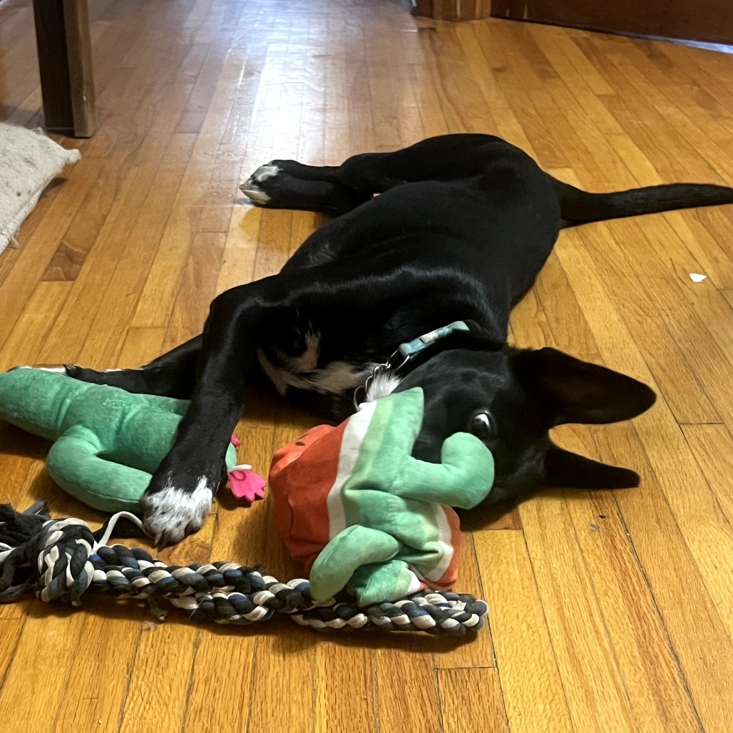 Cisco, an adoptable Mixed Breed in Bismarck, ND, 58507 | Photo Image 5