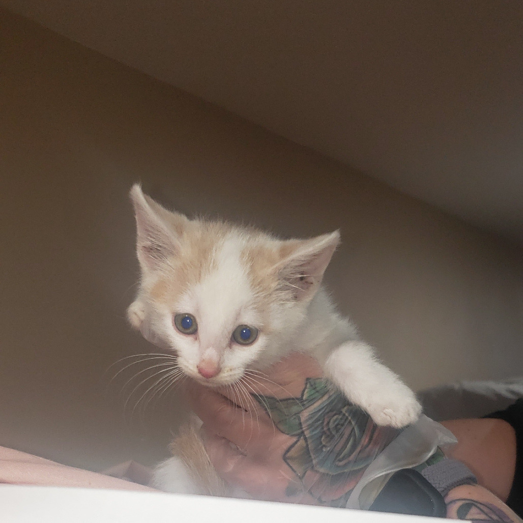 Milo, an adoptable Domestic Short Hair in Bismarck, ND, 58507 | Photo Image 1