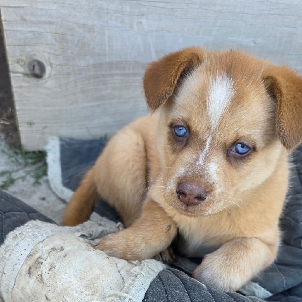 Runner, an adoptable Mixed Breed in Bismarck, ND, 58507 | Photo Image 1
