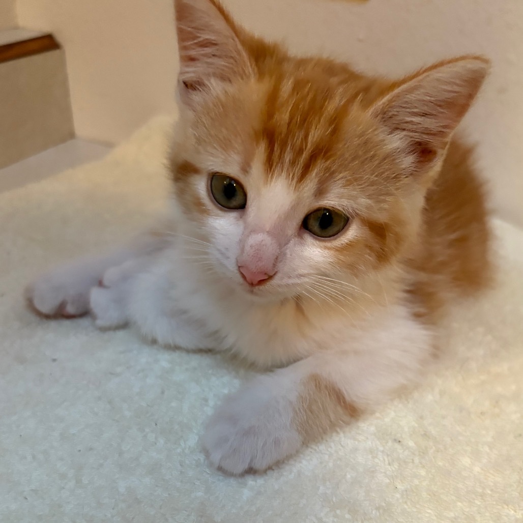 Honey, an adoptable Domestic Short Hair in Bismarck, ND, 58507 | Photo Image 1