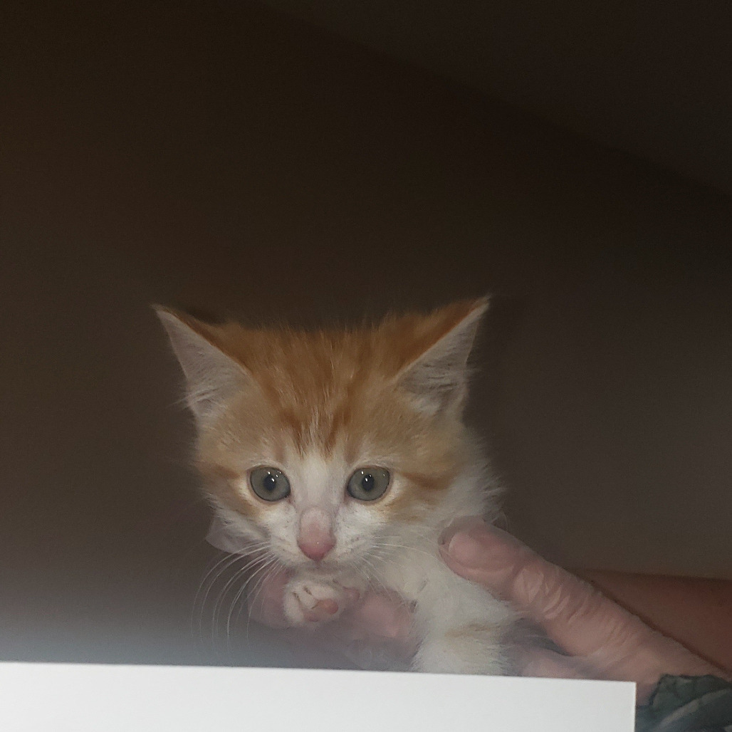 Honey, an adoptable Domestic Short Hair in Bismarck, ND, 58507 | Photo Image 2