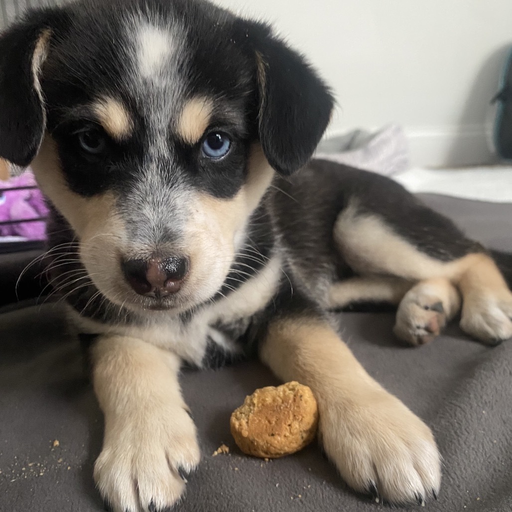 Sniffer, an adoptable Mixed Breed in Bismarck, ND, 58507 | Photo Image 1