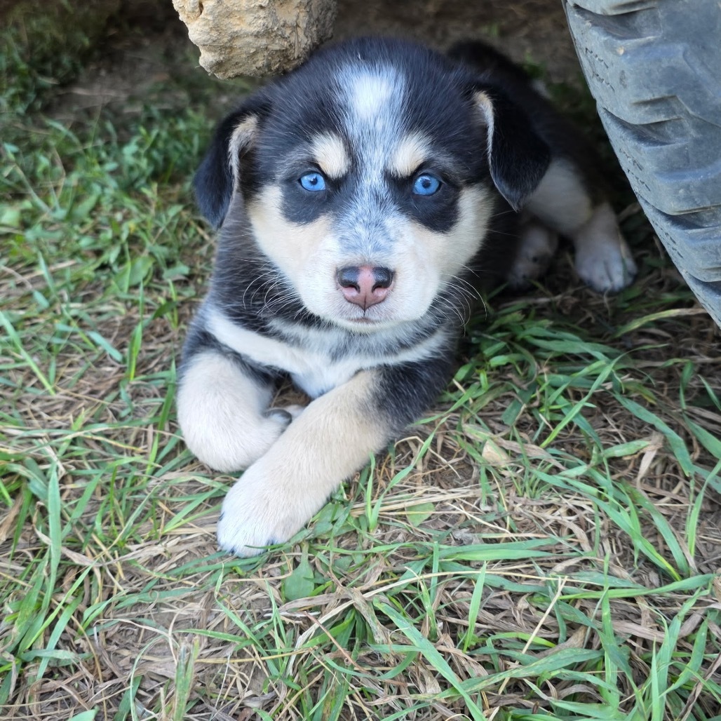 Sniffer, an adoptable Mixed Breed in Bismarck, ND, 58507 | Photo Image 2