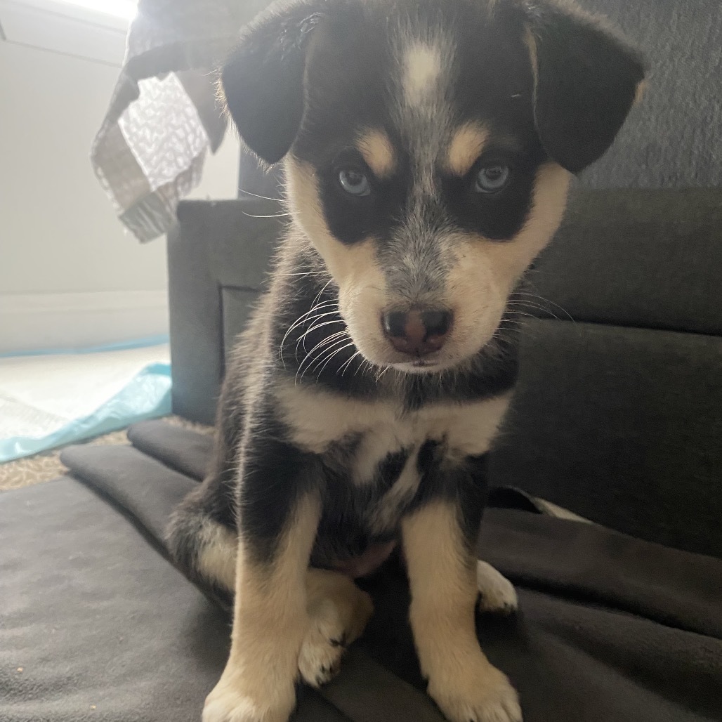 Sniffer, an adoptable Mixed Breed in Bismarck, ND, 58507 | Photo Image 3