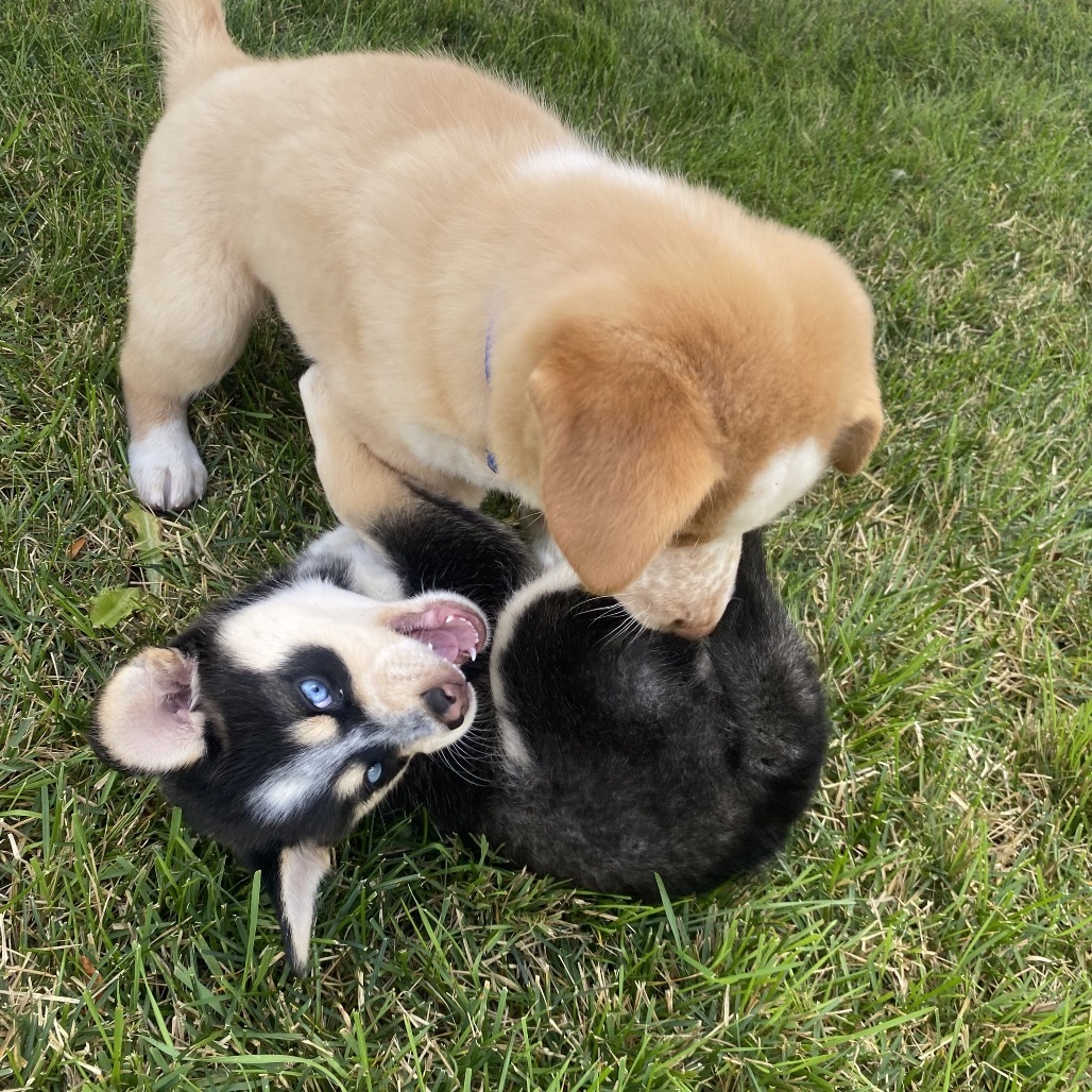 Sniffer, an adoptable Mixed Breed in Bismarck, ND, 58507 | Photo Image 4