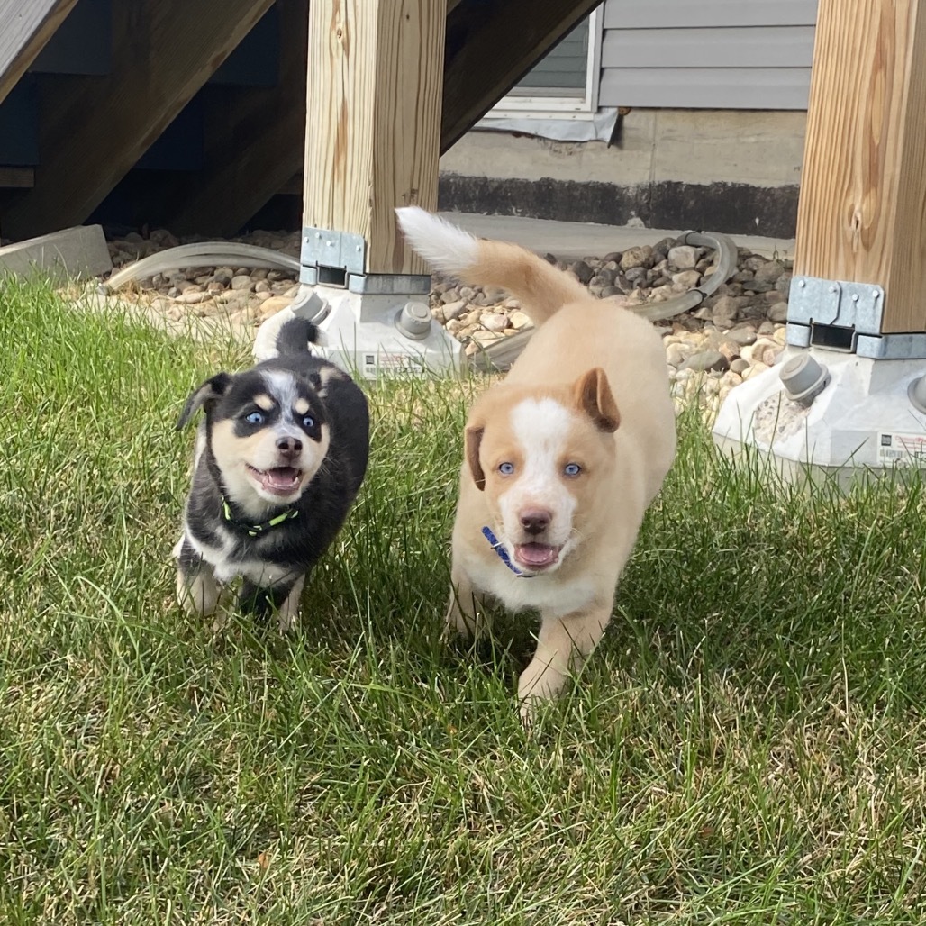 Sniffer, an adoptable Mixed Breed in Bismarck, ND, 58507 | Photo Image 5