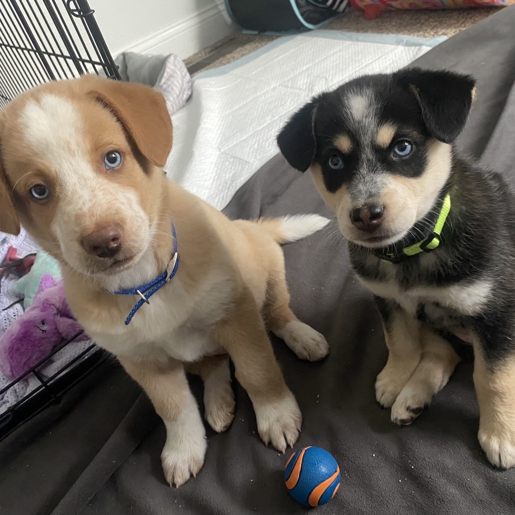Sniffer, an adoptable Mixed Breed in Bismarck, ND, 58507 | Photo Image 6