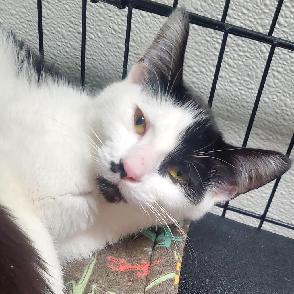 Avanti, an adoptable Domestic Short Hair in Priest River, ID, 83856 | Photo Image 2