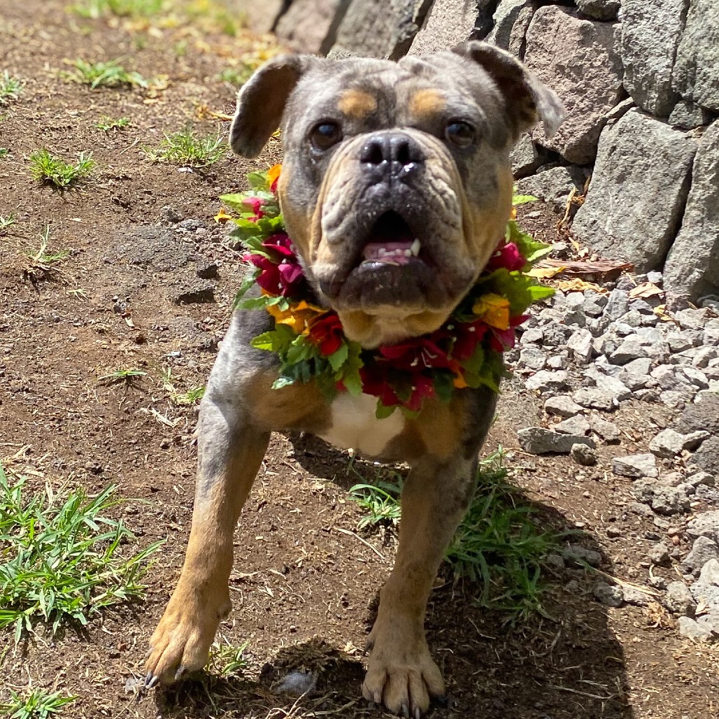 Ho'aka ( COH-A-65040), an adoptable French Bulldog, English Bulldog in Keaau, HI, 96749 | Photo Image 1