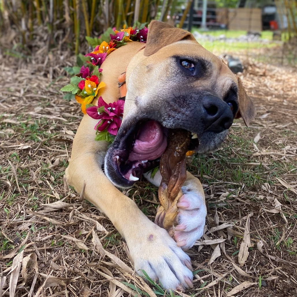 Aretha, an adoptable Mixed Breed in Keaau, HI, 96749 | Photo Image 1