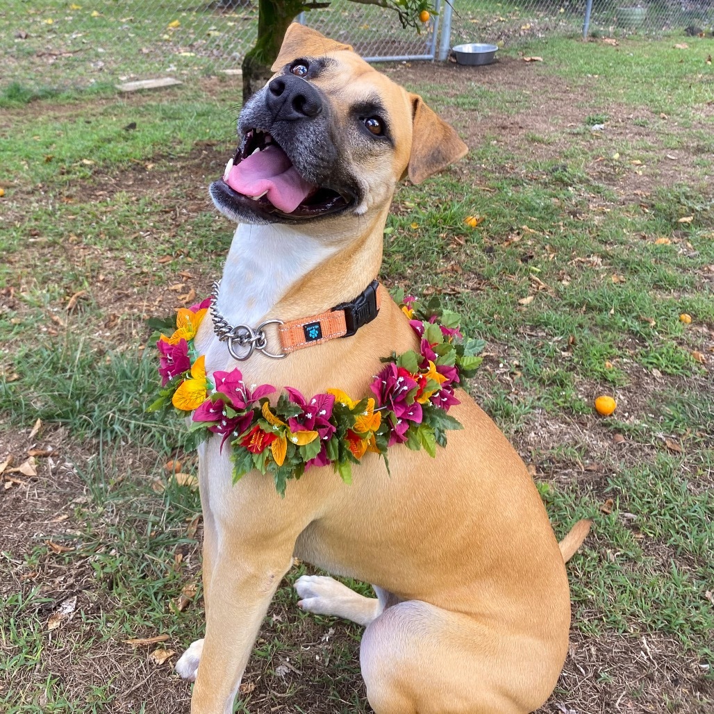 Aretha, an adoptable Mixed Breed in Keaau, HI, 96749 | Photo Image 2