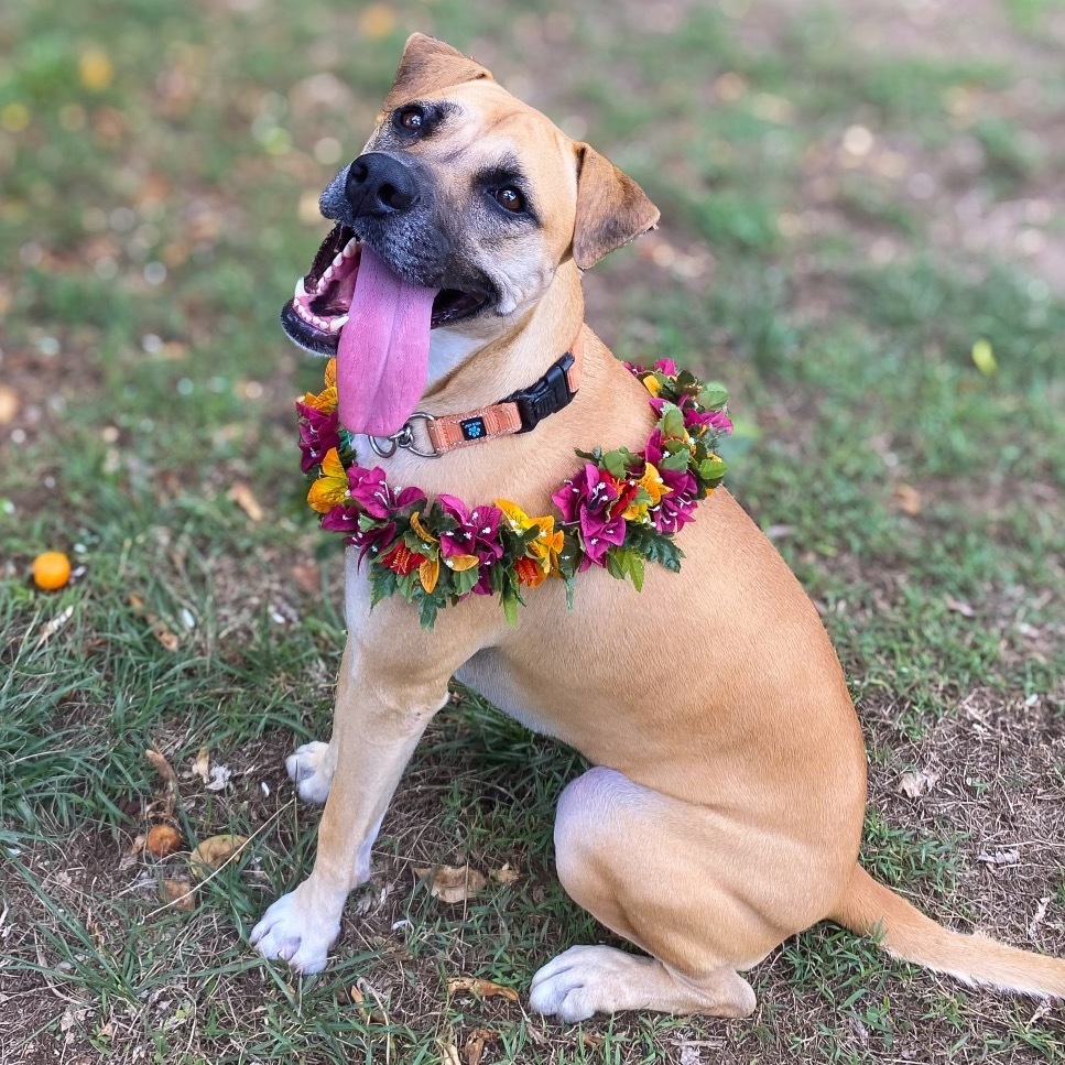 Aretha, an adoptable Mixed Breed in Keaau, HI, 96749 | Photo Image 3