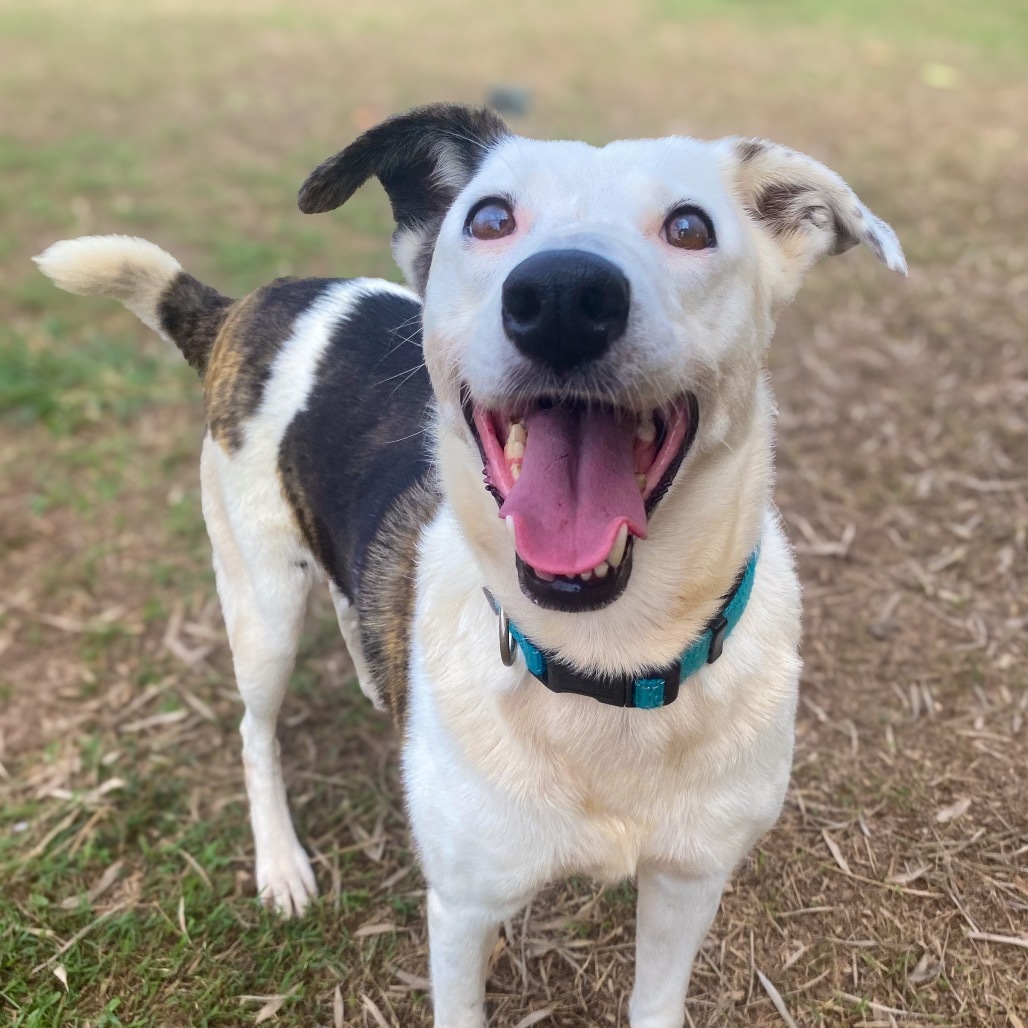 Anya, an adoptable Mixed Breed in Keaau, HI, 96749 | Photo Image 1