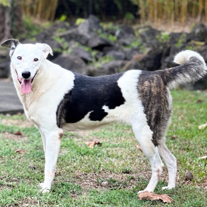 Anya, an adoptable Mixed Breed in Keaau, HI, 96749 | Photo Image 2