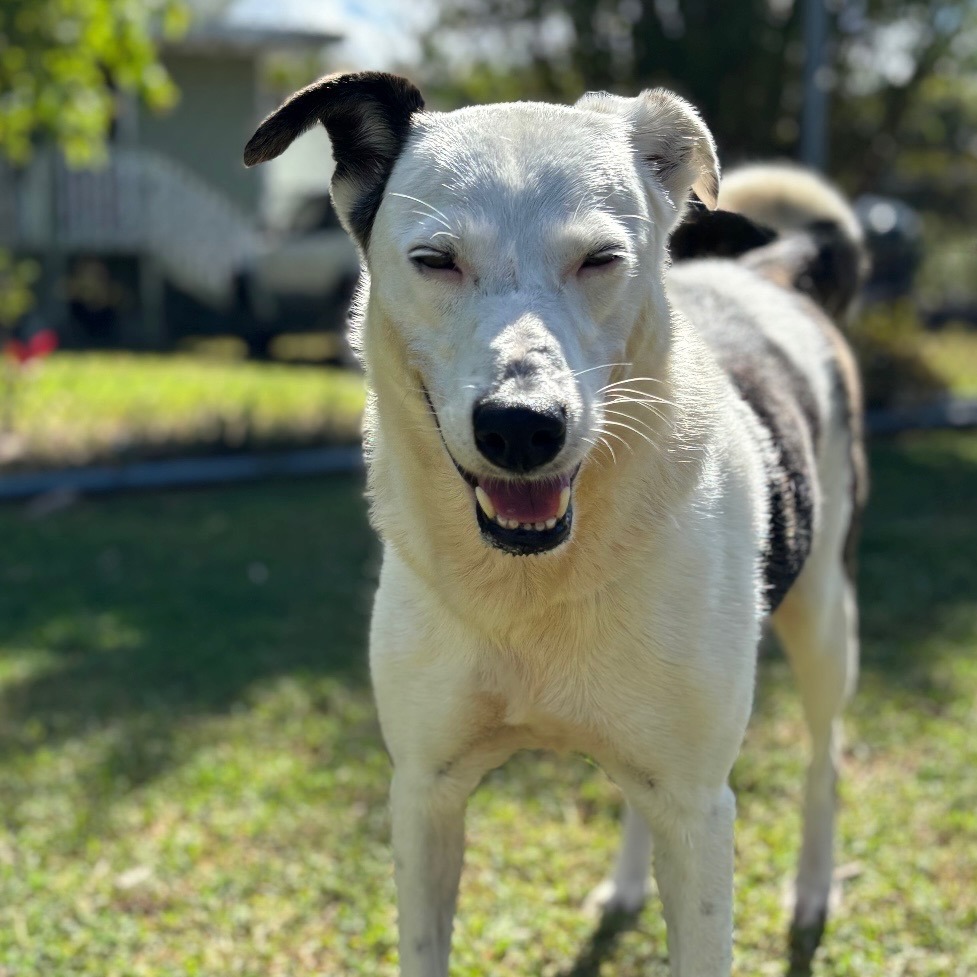 Anya, an adoptable Mixed Breed in Keaau, HI, 96749 | Photo Image 3
