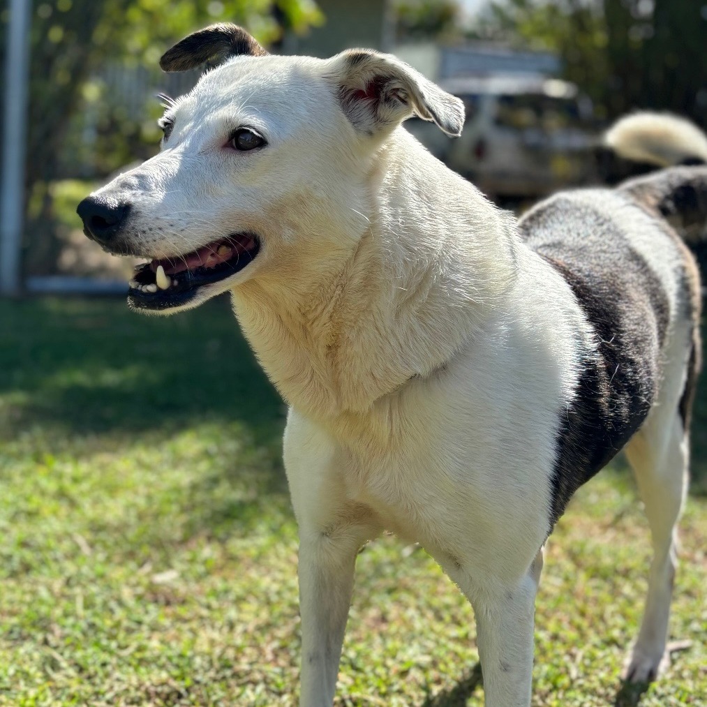 Anya, an adoptable Mixed Breed in Keaau, HI, 96749 | Photo Image 4