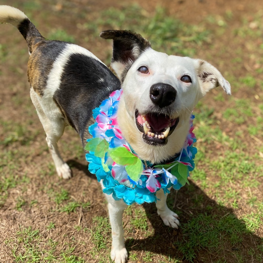 Anya, an adoptable Mixed Breed in Keaau, HI, 96749 | Photo Image 5