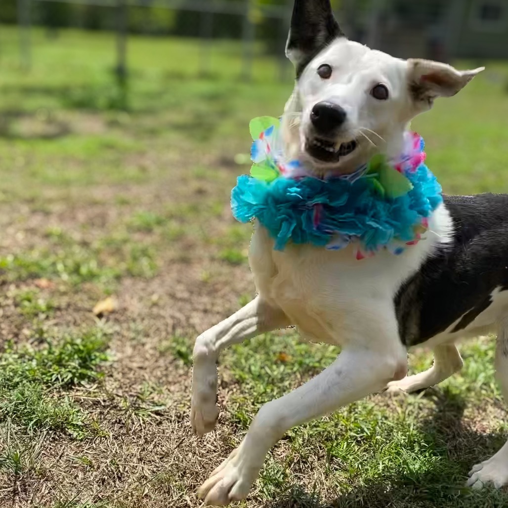 Anya, an adoptable Mixed Breed in Keaau, HI, 96749 | Photo Image 6
