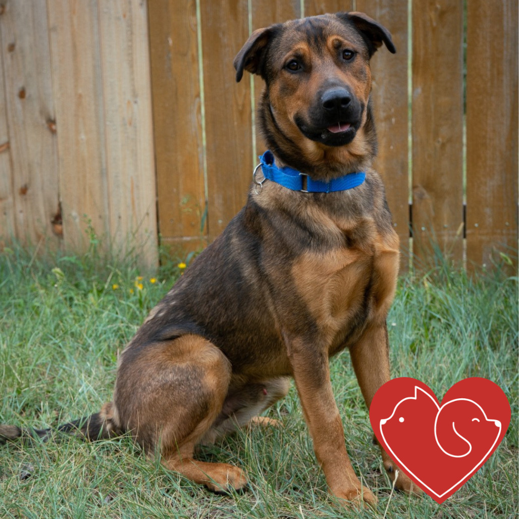 Gaston, an adoptable Mixed Breed in Cheyenne, WY, 82007 | Photo Image 1