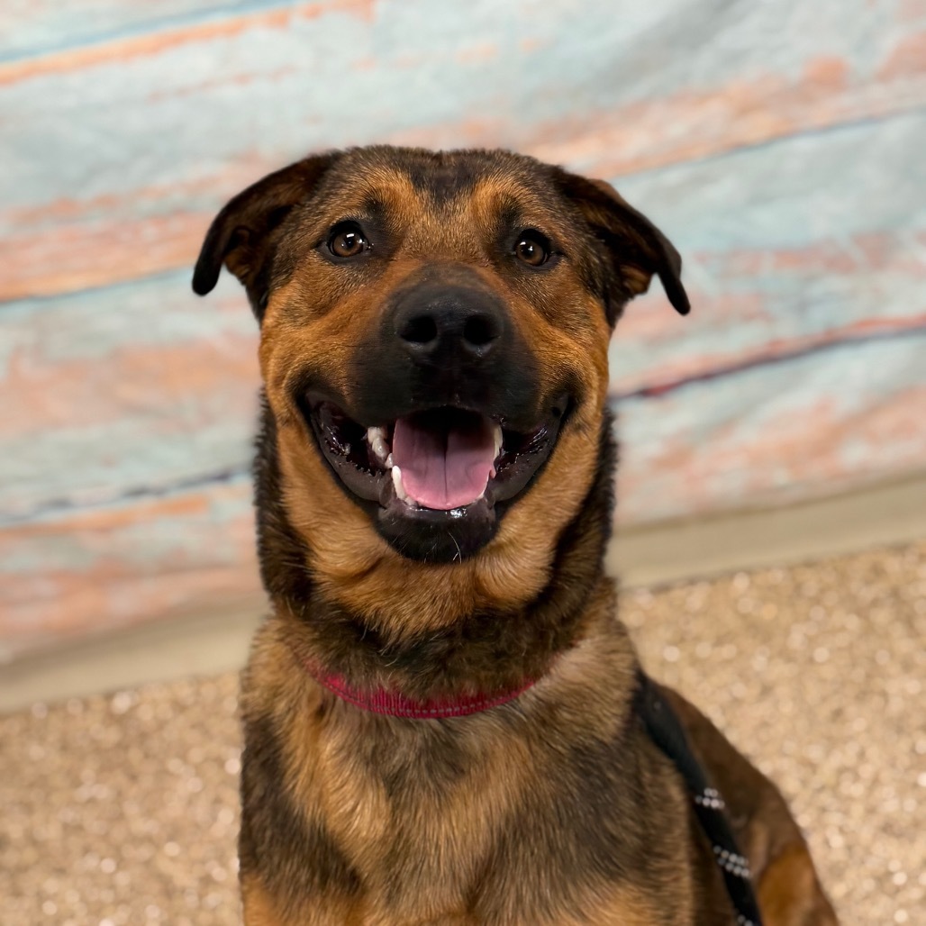 Gaston, an adoptable Mixed Breed in Cheyenne, WY, 82007 | Photo Image 2