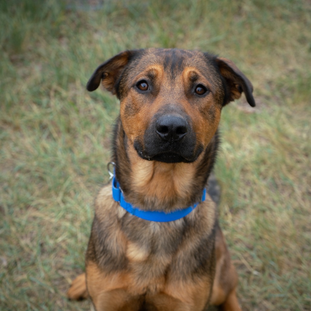 Gaston, an adoptable Mixed Breed in Cheyenne, WY, 82007 | Photo Image 3