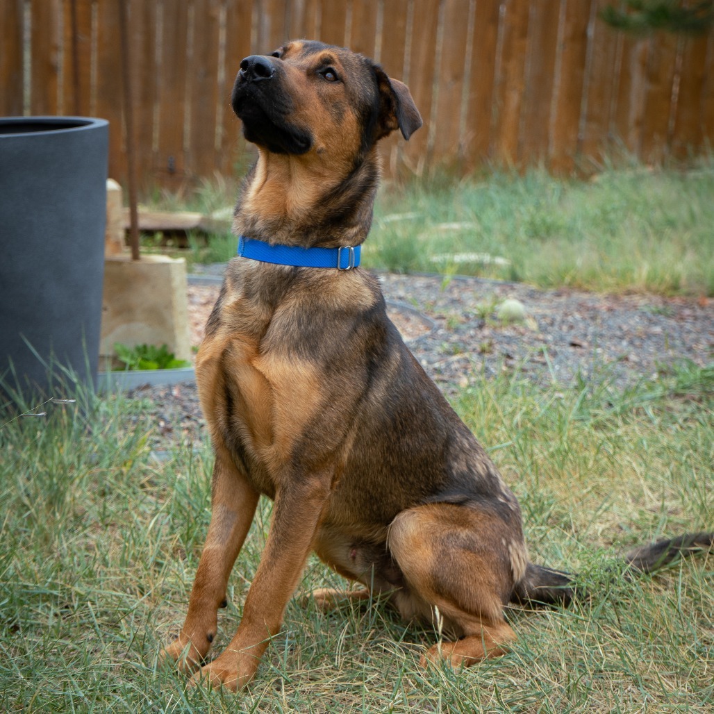 Gaston, an adoptable Mixed Breed in Cheyenne, WY, 82007 | Photo Image 4
