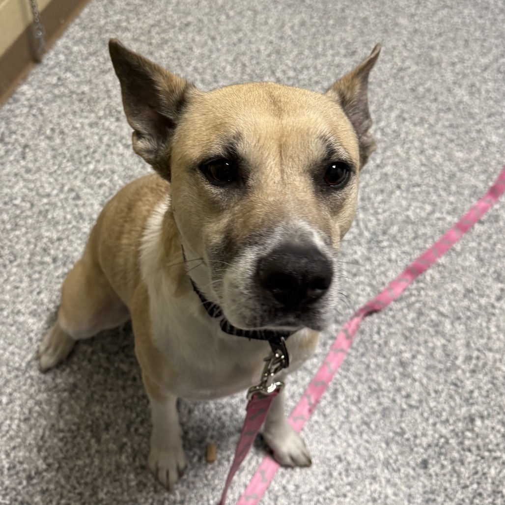 Addy, an adoptable Yellow Labrador Retriever in Cheyenne, WY, 82007 | Photo Image 2