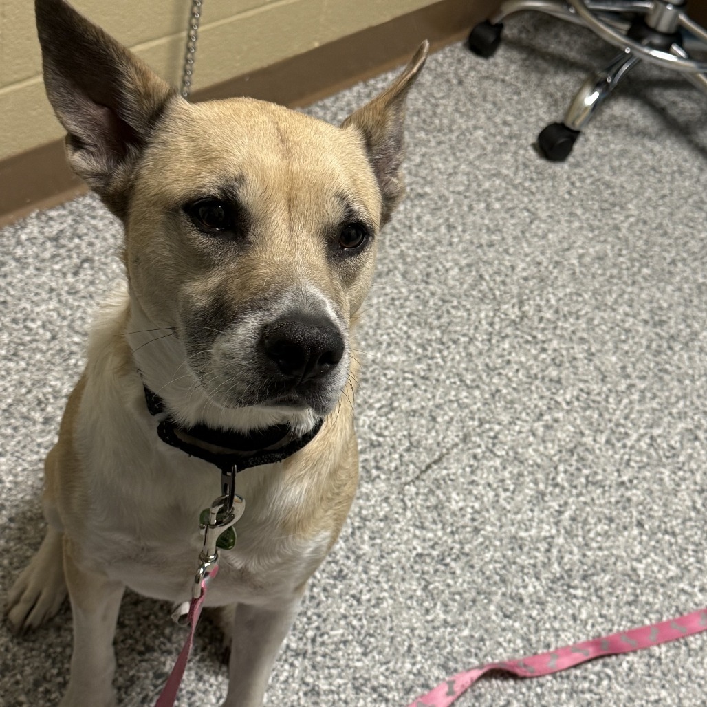 Addy, an adoptable Yellow Labrador Retriever in Cheyenne, WY, 82007 | Photo Image 3
