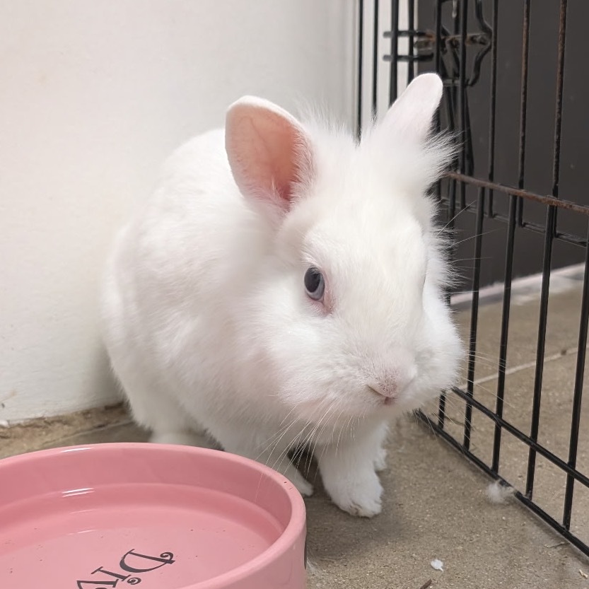 Cirrus