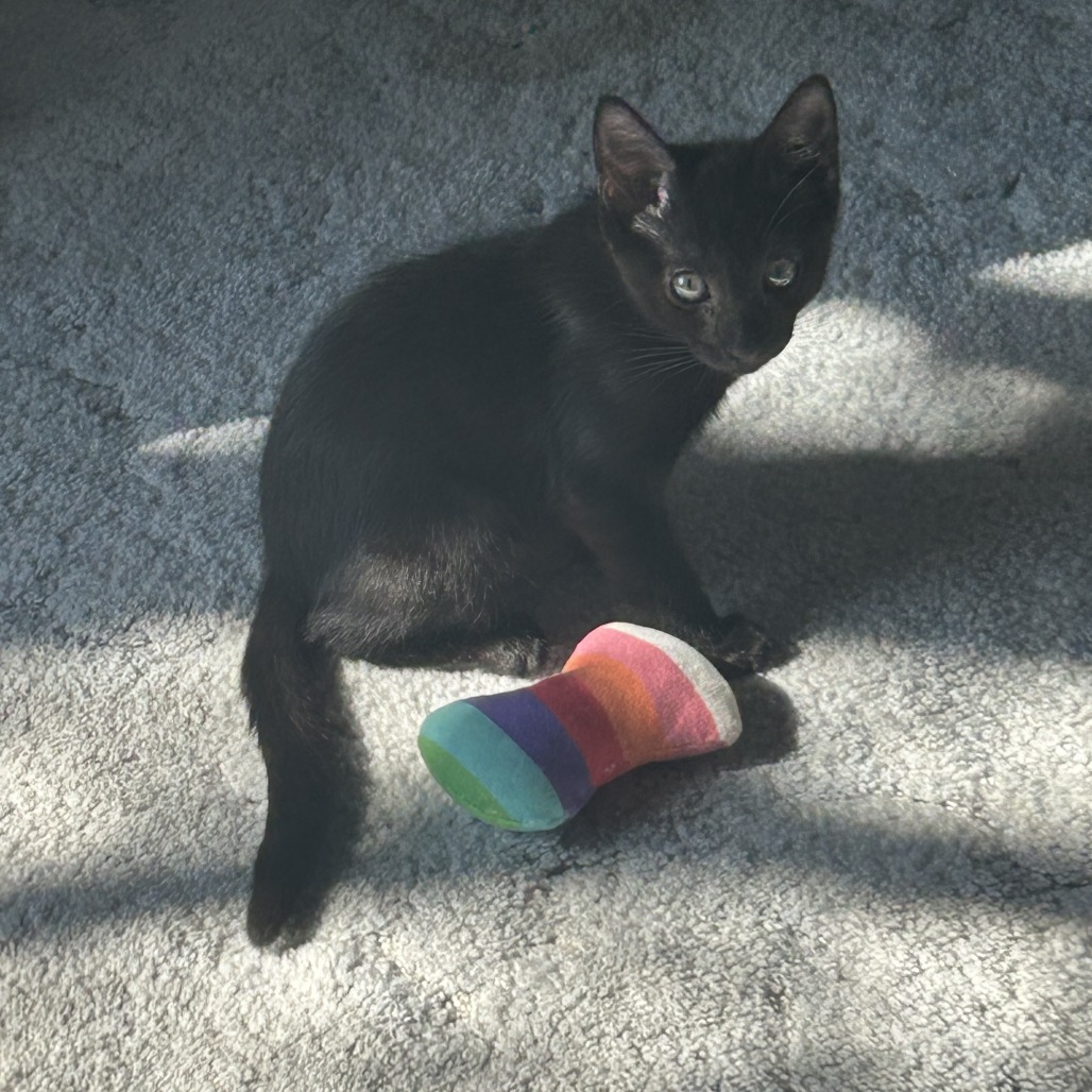 Cobra, an adoptable Domestic Short Hair in Fort Collins, CO, 80526 | Photo Image 1