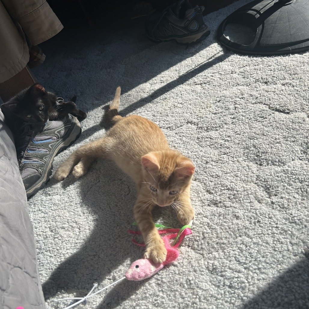 Cobra, an adoptable Domestic Short Hair in Fort Collins, CO, 80526 | Photo Image 3