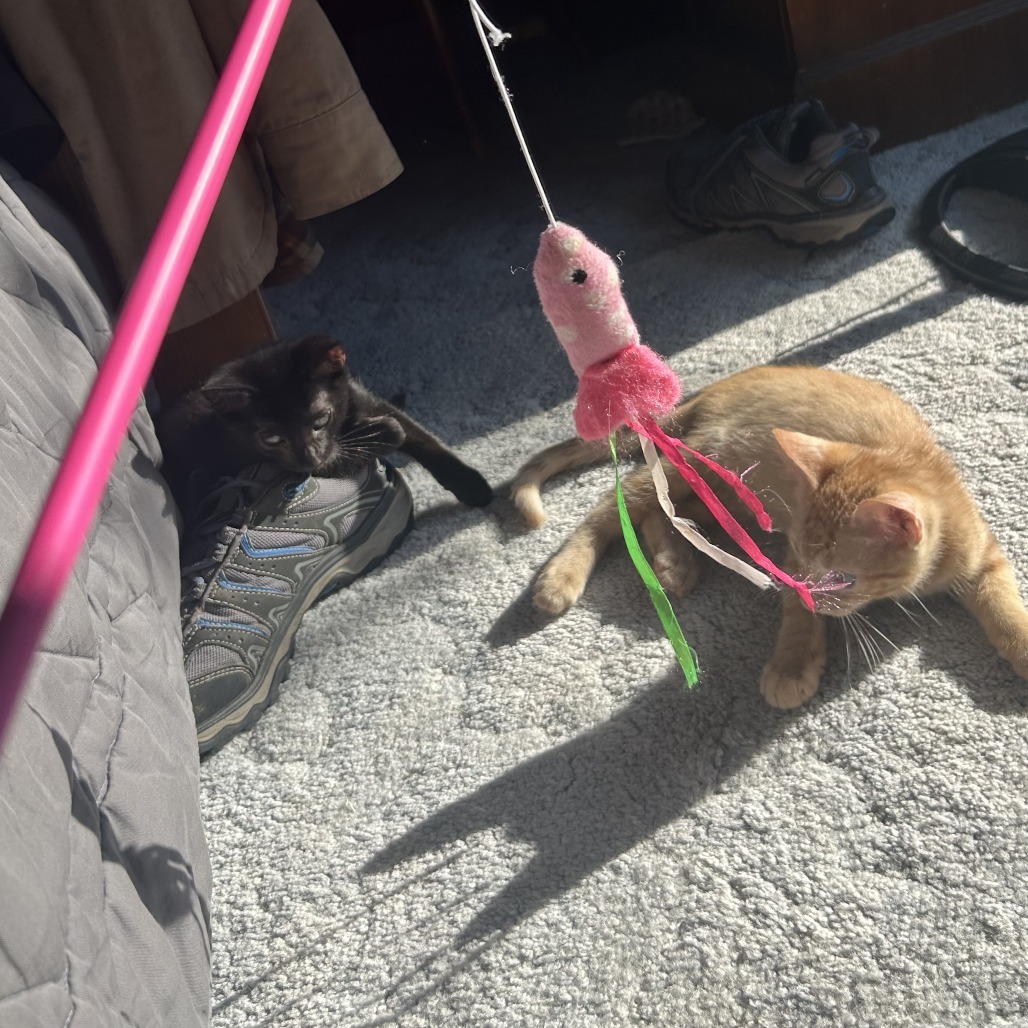 Cobra, an adoptable Domestic Short Hair in Fort Collins, CO, 80526 | Photo Image 4