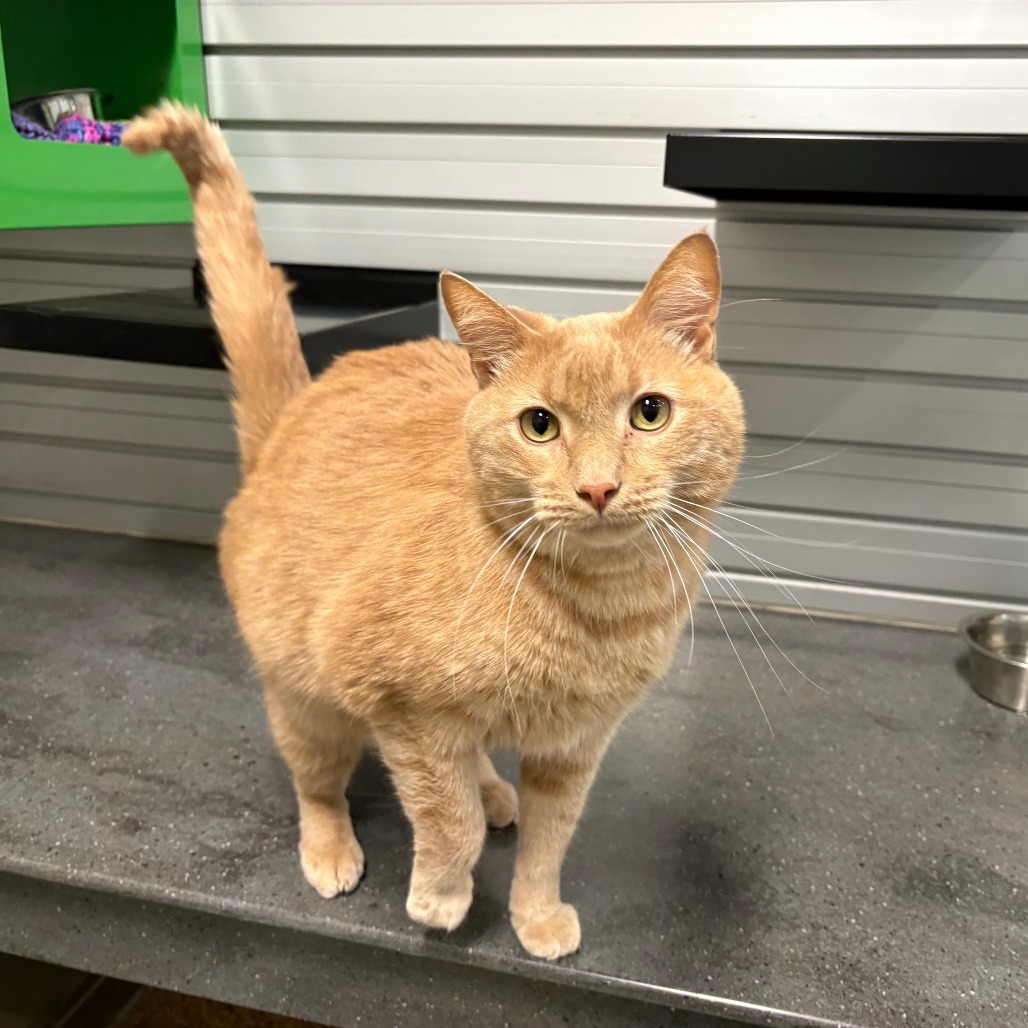 Cinnamon, an adoptable Domestic Short Hair in Hailey, ID, 83333 | Photo Image 1