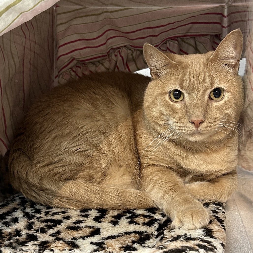 Cinnamon, an adoptable Domestic Short Hair in Hailey, ID, 83333 | Photo Image 2