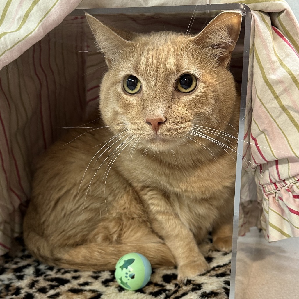 Cinnamon, an adoptable Domestic Short Hair in Hailey, ID, 83333 | Photo Image 3
