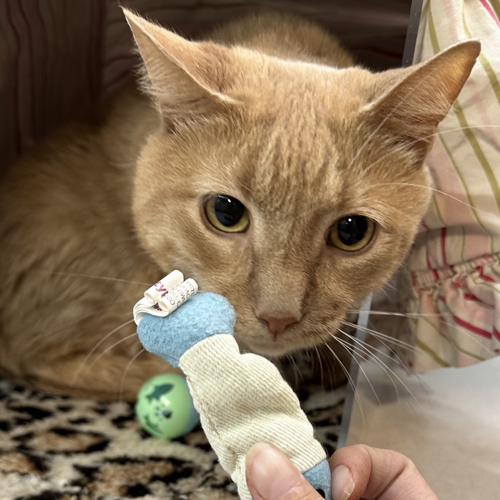 Cinnamon, an adoptable Domestic Short Hair in Hailey, ID, 83333 | Photo Image 4