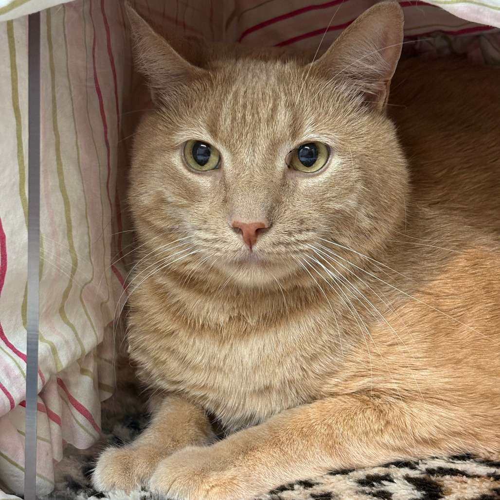 Cinnamon, an adoptable Domestic Short Hair in Hailey, ID, 83333 | Photo Image 5