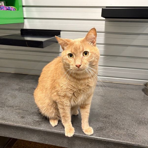 Cinnamon thumbnail 6