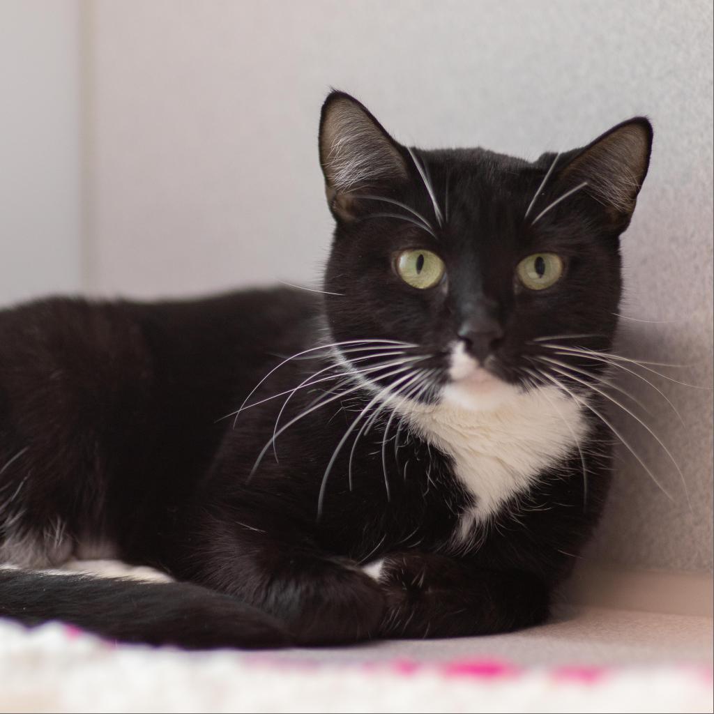 Shelby, an adoptable Domestic Short Hair in Hailey, ID, 83333 | Photo Image 1
