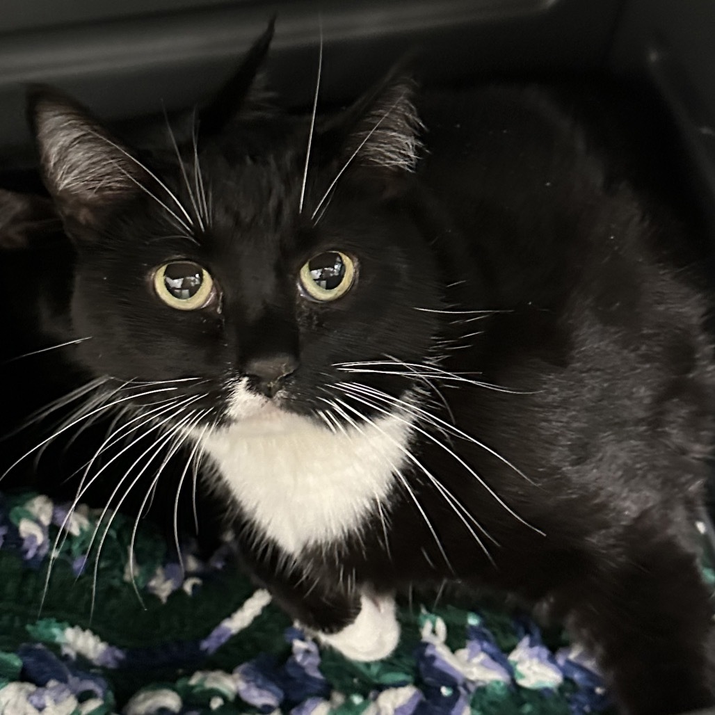 Shelby, an adoptable Domestic Short Hair in Hailey, ID, 83333 | Photo Image 2