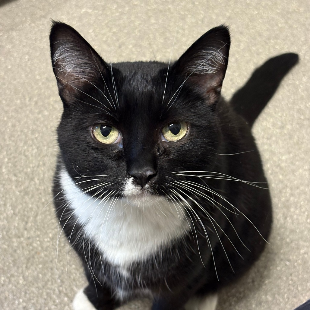Shelby, an adoptable Domestic Short Hair in Hailey, ID, 83333 | Photo Image 3