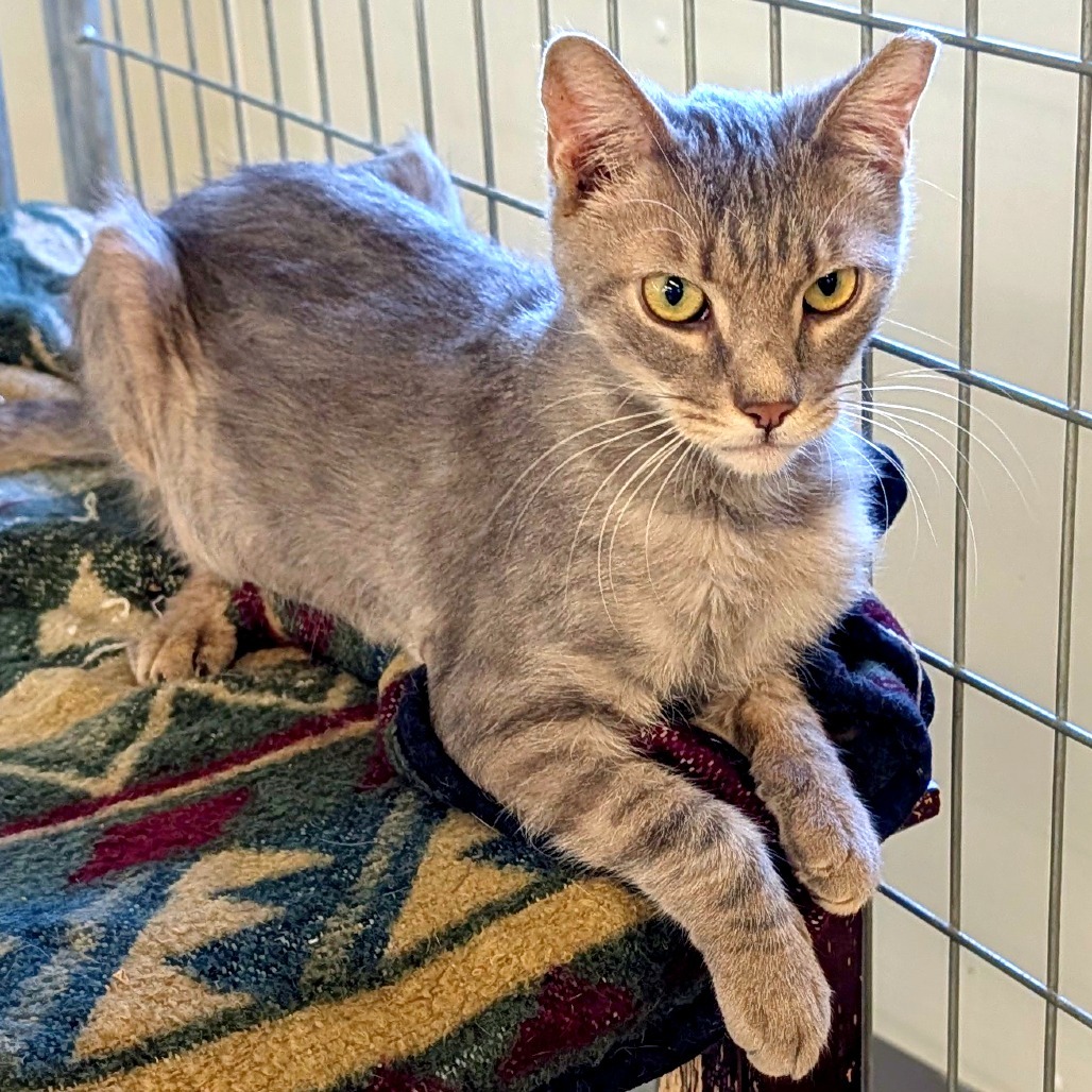 Chopstick (Horseheads PetSmart)
