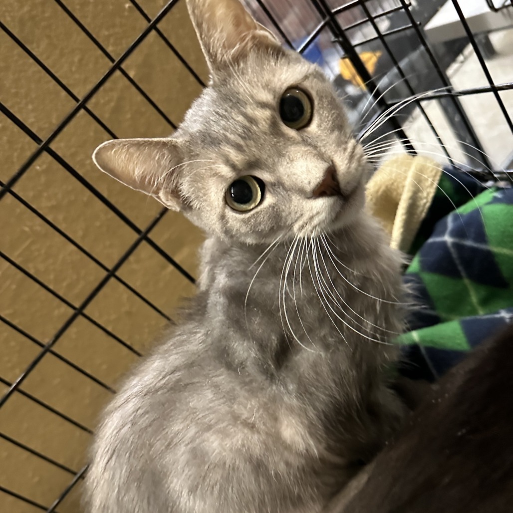 Chopstick (Horseheads PetSmart)