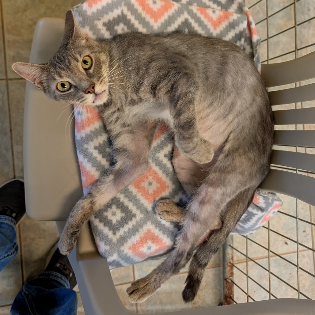 Chopstick (Horseheads PetSmart)