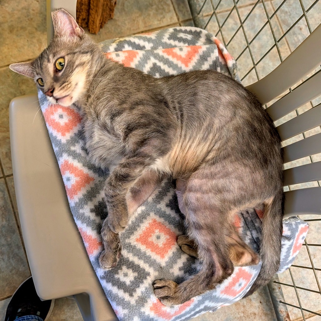 Chopstick (Horseheads PetSmart)