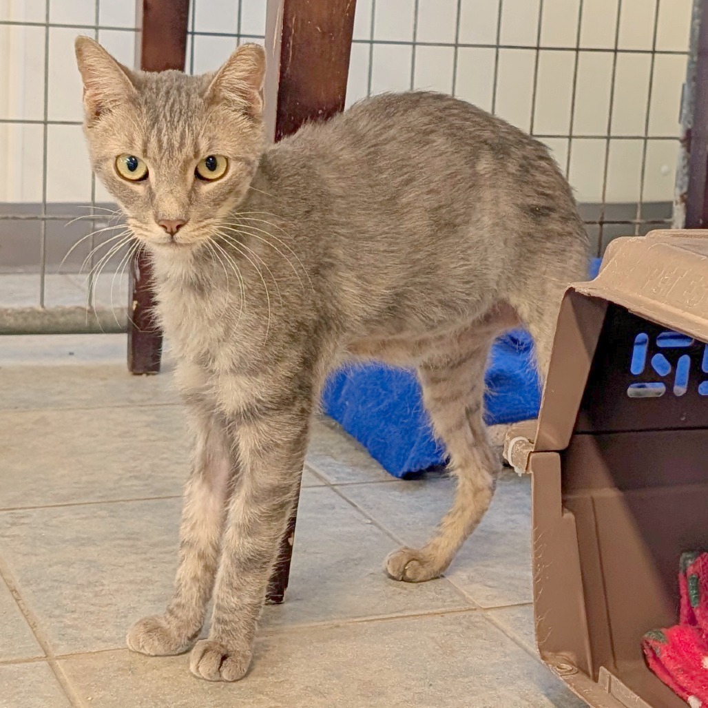 Chopstick (Horseheads PetSmart)